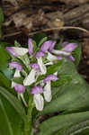 Showy orchis <BR>Showy orchid